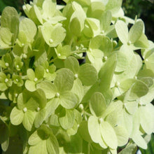 Load image into Gallery viewer, Limelight Hydrangea Shrubs