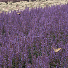 Load image into Gallery viewer, Agastache Purple Haze