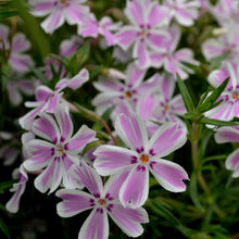 Load image into Gallery viewer, Creeping Phlox Candy Stripe