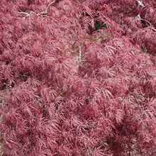 Load image into Gallery viewer, Crimson Queen Japanese Maple