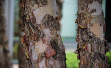 Load image into Gallery viewer, Heritage River Birch Trees