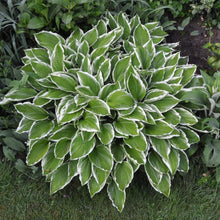 Load image into Gallery viewer, Hosta Albomarginata