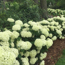 Load image into Gallery viewer, Limetta® Hydrangea Shrubs