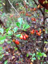 Load image into Gallery viewer, Korean Barberry Shrubs
