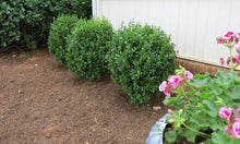 Load image into Gallery viewer, NewGen Freedom Boxwood Shrubs