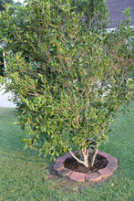 Load image into Gallery viewer, Tea Olive Shrubs