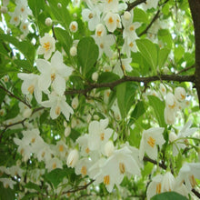 Load image into Gallery viewer, Japanese Snowbell | Styrax Japonica