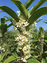Load image into Gallery viewer, Tea Olive Shrubs