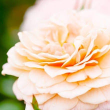 Load image into Gallery viewer, Apricot Drift Rose Bushes