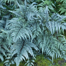 Load image into Gallery viewer, Japanese Painted Fern