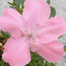 Load image into Gallery viewer, Autumn Debutante Encore Azalea Shrubs