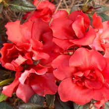 Load image into Gallery viewer, Autumn Embers Encore Azalea Shrubs