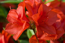 Load image into Gallery viewer, Azalea Autumn Bravo Shrubs