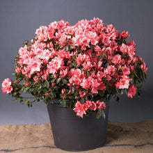 Load image into Gallery viewer, Azalea Blaauw's Pink Shrubs