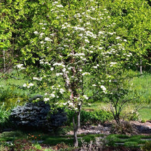 Load image into Gallery viewer, Black Haw Viburnum Shrubs