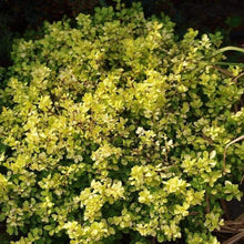 Load image into Gallery viewer, Bonanza Gold Barberry Shrubs