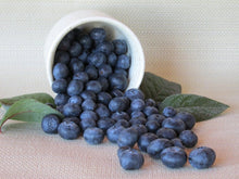Load image into Gallery viewer, Climax Blueberry Bushes