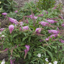 Load image into Gallery viewer, Pugster Periwinkle Butterfly Bush