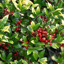 Load image into Gallery viewer, Foster Holly Tree