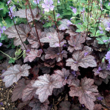 Load image into Gallery viewer, Heuchera Plum Pudding Plants