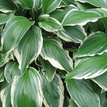 Load image into Gallery viewer, Hosta Albomarginata