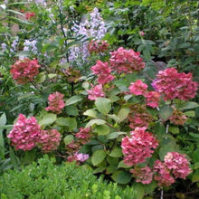 Load image into Gallery viewer, Hydrangea Preziosa Shrubs