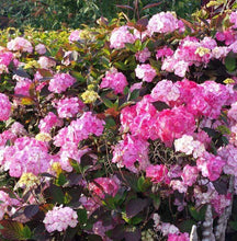 Load image into Gallery viewer, Hydrangea Preziosa Shrubs