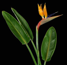Load image into Gallery viewer, Orange Bird of Paradise Plants