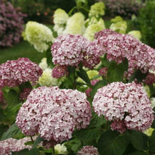 Load image into Gallery viewer, Incrediball Blush Hydrangea Shrubs