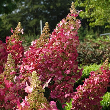 Load image into Gallery viewer, Lava Lamp Candelabra Hydrangea Shrubs