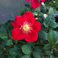 Load image into Gallery viewer, FALSE