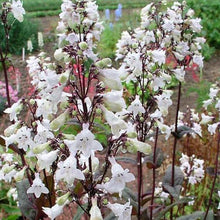 Load image into Gallery viewer, Husker Red Penstemon