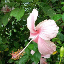 Load image into Gallery viewer, Pink Tropical Hibiscus Bush