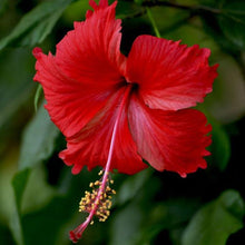 Load image into Gallery viewer, Red Tropical Hibiscus Bush