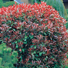 Load image into Gallery viewer, Red Tip Photinia Shrubs