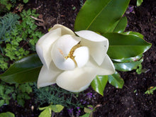 Load image into Gallery viewer, Bracken&#39;s Brown Beauty Magnolia Trees
