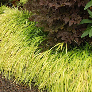 All-Gold Japanese Forest Grass