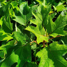 Load image into Gallery viewer, Munchkin Hydrangea Quercifolia Shrubs
