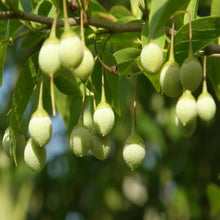 Load image into Gallery viewer, Japanese Snowbell | Styrax Japonica
