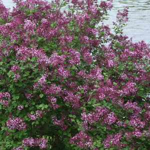 Bloomerang Dark Purple Lilac Shrubs