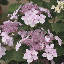 Load image into Gallery viewer, Let&#39;s Dance Diva Hydrangea Shrubs
