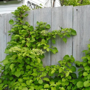 Climbing Hydrangea Vines