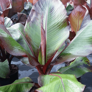 Banana Ensete 'Maurelli' Plants