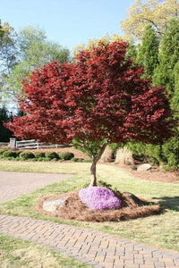 Bloodgood Japanese Maple Trees