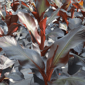 Banana Ensete 'Maurelli' Plants