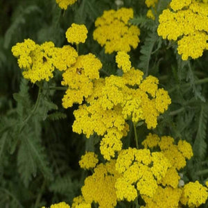 Achillea Moonshine