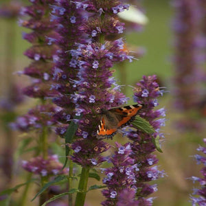 Agastache Purple Haze