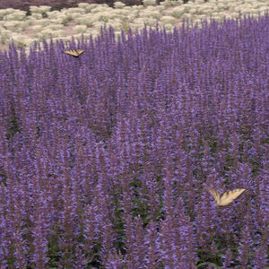 Agastache Purple Haze