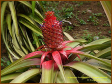 Load image into Gallery viewer, Ornamental Pineapple Plants
