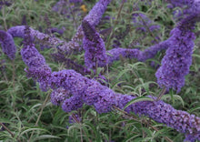 Load image into Gallery viewer, Nanho Blue Butterfly Bush Shrubs
